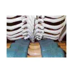 Back Stretcher -Happy Motion Shop 219 5100 3